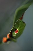 Red-eyed tree frog on a leaf Costa Rica