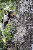 Northern Tamandua with a baby in a tree Costa Rica
