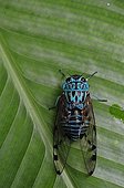 Cicada on a leaf in Costa Rica