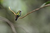 Hummingbird on a branch of Costa Rica