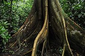 Buttress tree into sub-tropical forest Costa Rica