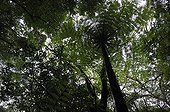 Undergrowth in rain forest Bijagua Costa Rica