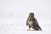 Common buzzard in snow at winter France