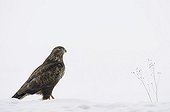 Common buzzard in the snow in winter France