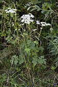 Hogweed in bloom on a bank