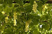 Grapes 'Centennial seedless' under tonella Provence France
