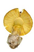 Amanita Caesars on white background ; Normally this fungus grows in the south of France