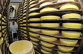 Wheels of cheese Comte AOC in a ripening cave France ; Fruit of 34 members, The Cheese du Haut-Doubs'