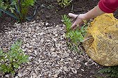 Wood chips mulching on celery in an organic kitchen garden