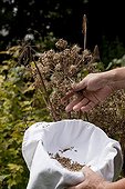 Harvest of garden angelica seeds in an organic garden