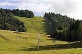 Montbeliard grazing on the skying and biking slope in summer