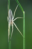 Grass spider on grasses Bocage Bourbonnais France