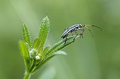 Nymph Bug Leptopterna on Cleavers France 