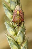 Black-shouldered shield-bug on an ear of barley organic