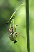 Black-shouldered shield-bug laying on a grass France