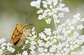 Black-shouldered shield-bug on France