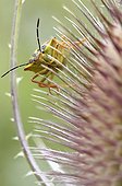 Black-shouldered shield-bug on Teasel head France