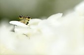White-legged Damselfly on flowers of Hydrangea 'Annabelle'