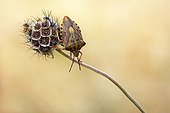 Black-shouldered shiel-bug on fruit of Scabiosa France