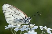 Black-veined White male on Achillea flowers on bank France
