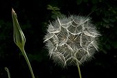 Wild salsify in fruit the countryside