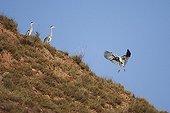 Grey Heron landing near others herons La Rioja Spain