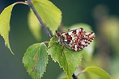 Cranberry Fritillary (Boloria aquilonaris) sitting on White Birch leaves (Betula pubescens)