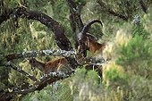 Walia Ibex (Capra walie) Semien Mountain National Park, Ethiopia