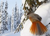 Siberian jay on a branch covered with snow Kuusamo Finland