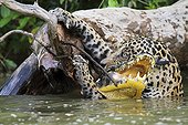 Jaguar clinging on branch to exit river water with its prey ; Superpredator fights against the strong current and tries to get his prey out the water. It uses a branch from the bank as a fulcrum.