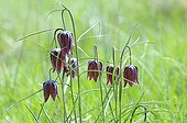 Group of Snakehead Lily in the spring France