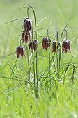 Group of Snakehead Lily in the spring France