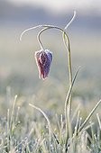 Morning frost on a Snakehead Lily France