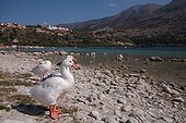 Lake Kournas the only freshwater lake of Crete