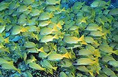 Swarm of Bluestripe Snappers (Lutjanus kasmira), Ari Atoll, Maldives, Indian Ocean
