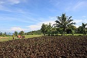 Man plowing a rice Gangga Lombok Indonesia 