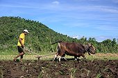 Man plowing a rice Gangga Lombok Indonesia 