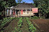 Peanut plants and house Gangga Lombok Indonesia