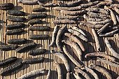Sea Cucumbers drying on a bamboo mat Sumbawa Indonesia