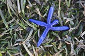 Blue Starfish at low tide Messah Pulau Flores Indonesia