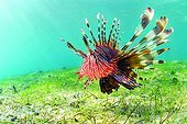 Devil firefish swimming near a seagrass Mayotte