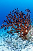 Tube coral Mayotte