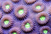 Detail of a brain coral Mayotte