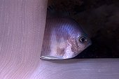 Damselfish hiding behind a soft coral Mayotte