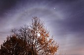 Lunar halo on top of a tree ; This halo of 22 ° angular radius has the moon (hidden by a tree) for light source, hence the presence of stars in the sky! As for the upper right orange-coloured celestial body, it is Mars, in the constellation of the Gemini.