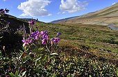 Dwarf Fireweedflowering in tundra Hurry Fjord Greenland