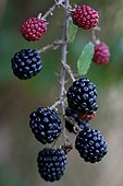 Blackberries Provence France 