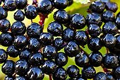 Elderberry fruits Provence France 