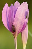 Colchicum soldier in the meadows of Fouzon France