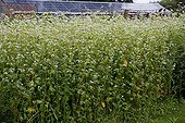 Buckweat for green manure in an organic garden
